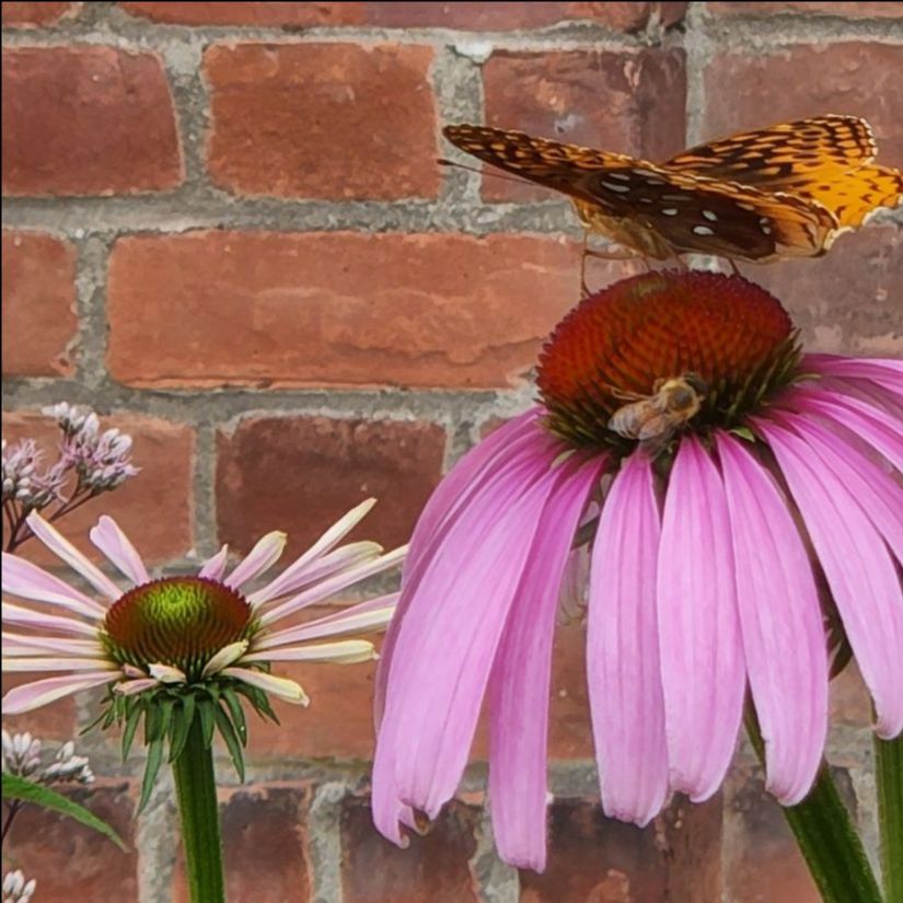 Photo of butterfly and bee pollinating echinacea flower