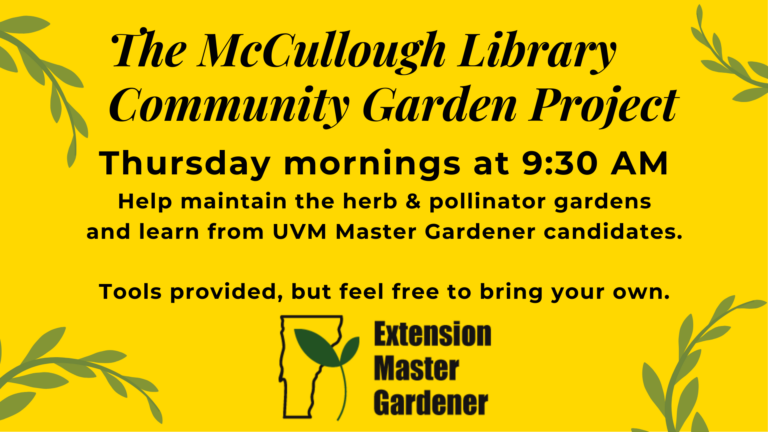 A yellow background with green leaves and vines around the edges. There is black text in the center of the image that reads: The McCullough Library Community Garden Project : Thursday mornings at 9:30 AM. Help maintain the herb & pollinator gardens and learn from UVM Master Gardener candidates. Tools provided, but feel free to bring your own. The logo for the Extension Master Garden program is at the bottom - it is a silhouette of the state of Vermont with a sprout in it.